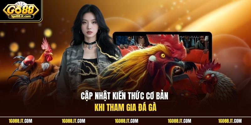 Cập nhật kiến thức cơ bản khi tham gia đá gà 